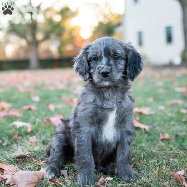 Patches, Mini Goldendoodle Puppy